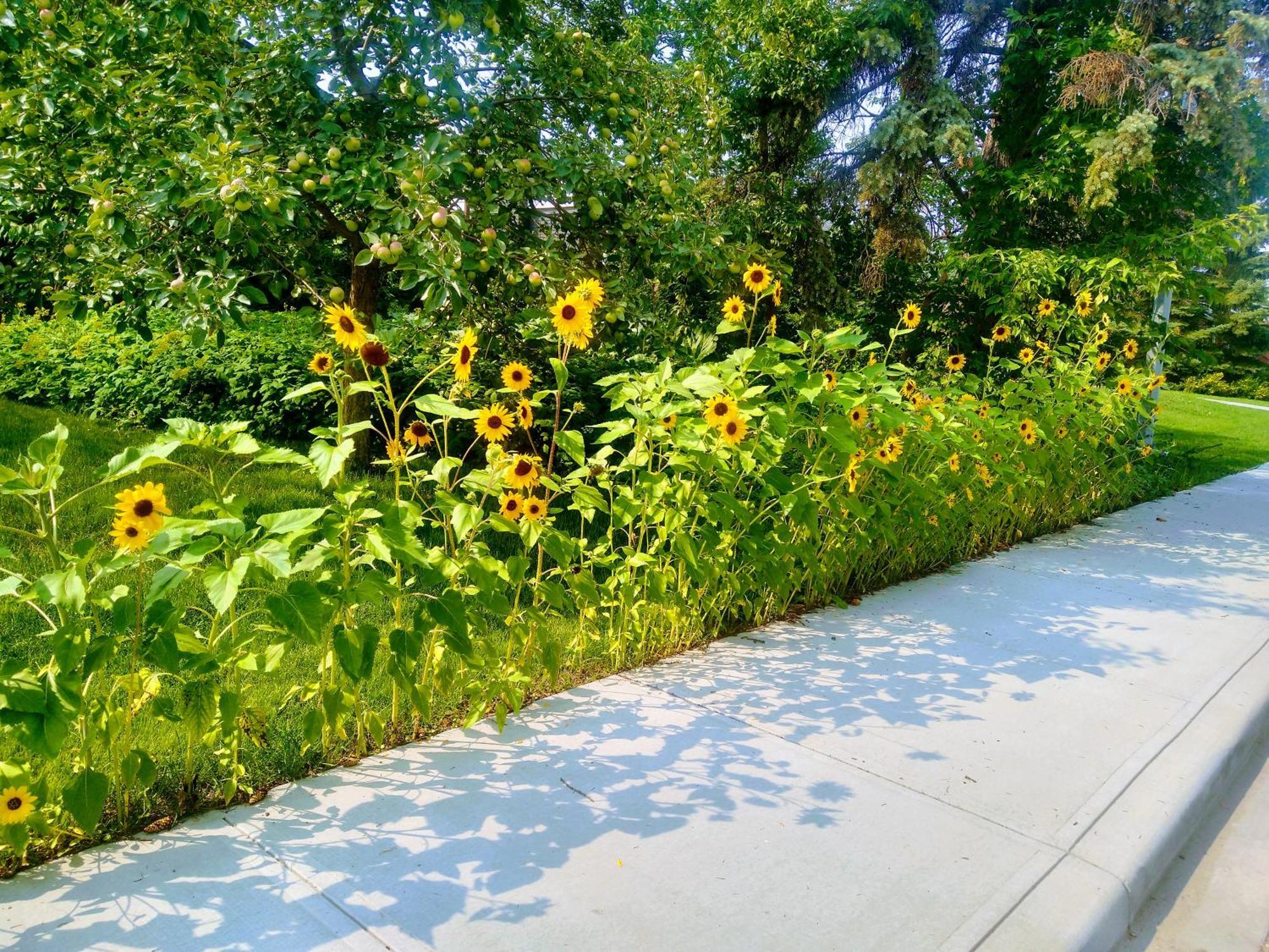 U Of A Homestay, Trails & Whyte Ave เอดมันตัน ภายนอก รูปภาพ