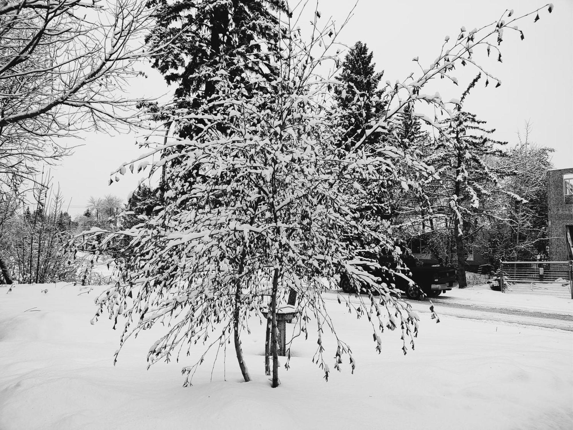 U Of A Homestay, Trails & Whyte Ave เอดมันตัน ภายนอก รูปภาพ